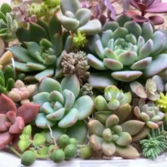 多肉植物 カット苗詰め合わせ 寄せ植えセット ② エケベリア