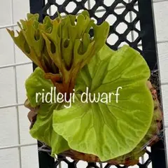 OC株Platycerium ridleyi dwarfリドレイドワーフ胞子12のサムネイル