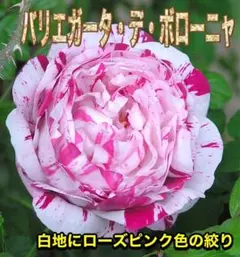 2本【バリエガータ・デ・ボローニャ】 #挿し穂