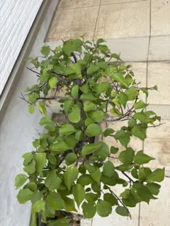 仙台枝垂れ八重桜 盆栽 懸崖仕立て 苔付き - メルカリ
