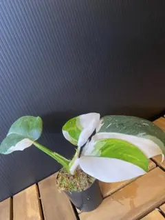 こーだい様専用