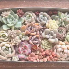 ＊多肉植物＊　寄せ植え　詰め合せセット