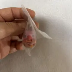 ガチャ　デジモンアドベンチャーめじるしアクセサリー　ピヨモン