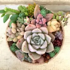 多肉植物詰め合わせ 寄せ植えそのまま飾れる 《64》カールカップ セダム