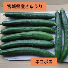 宮城県産 きゅうり ネコポスのサムネイル
