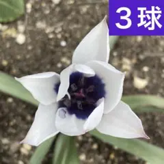 【来年用・全国発送可】原種 チューリップ　アルバコエルレアオクラータ　球根3球