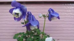 あんちゃん様 リクエスト 2点 まとめ商品