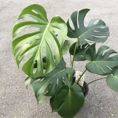 斑入りモンステラ 希少！ 奇形デリシオーサ鉢植え - メルカリ