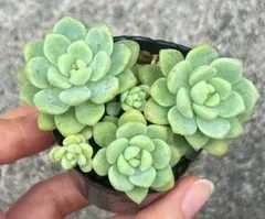77#観葉植物アエオニウム 錦❤️ グリーンメデューサセッカ❤️10cm 拔
