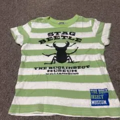 F.O.KIDS STAG BEETLE ボーダー Tシャツのサムネイル