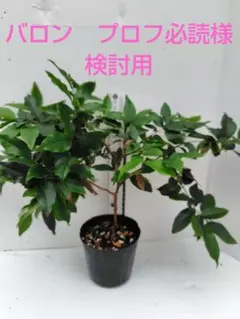 ジャボチカバ 小葉種 - メルカリ