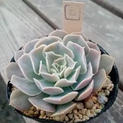 Min−Min様 リクエスト 2点 まとめ商品