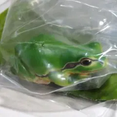 マグネット版 アマガエル みどりいろ ネイチャーテクニカラー カエル 蛙 緑色のサムネイル