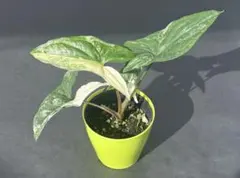 シンゴニウム フレンチマーブル 苗(観葉植物、斑入り) - メルカリ