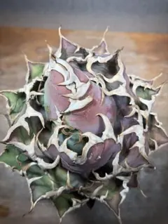 2026年最新】アガベ シーザー 子株の人気アイテム - メルカリ