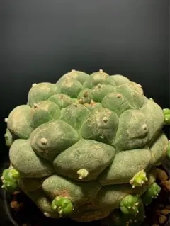 2025年最新】疣の人気アイテム - メルカリ