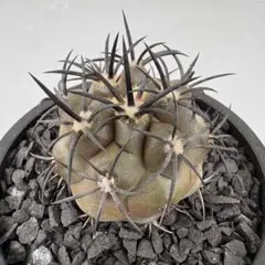 希少株】サボテン コピアポア デュラ 銅鑼丸 copiapoa dura 自根