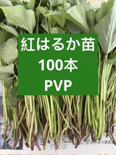 slow lifer様 リクエスト 2点 まとめ商品