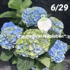 ③*:ஐ複雑な複色咲きが魅力*:ஐ紫陽花・苗木【マジカルレボリューション】5号のサムネイル