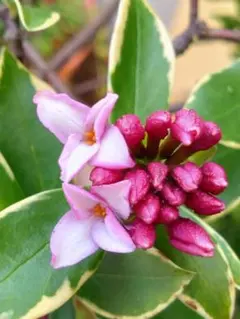 2025年最新】沈丁花の人気アイテム - メルカリ