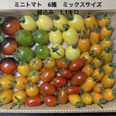 ミニトマト 5種　箱込み1.1kg以上　①のサムネイル