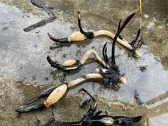 あさか様 リクエスト 2点 まとめ商品