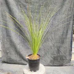 ダシリリオン ロンギシマム NO.３ 楽天市場】【ロンギシマム】 ダシリリオン 耐寒性南欧風プランツ