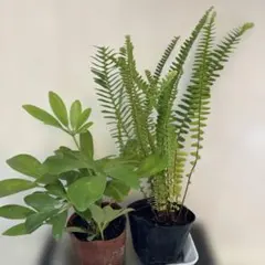 カポックとタマシダ　　 抜き苗　メルカリ便
