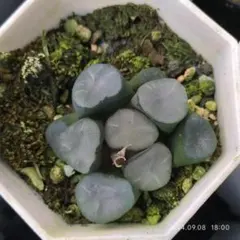 Top【選抜株】多肉植物　13188ハオルチア 万象 空門　10個　鉢無し/脱土 Top【選抜株】多肉植物 13188ハオルチア 万象 空門 10個 鉢無し/脱土