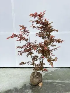 迫力がある一点もの ⭐️ 赤鴫立沢モミジ ⭐️ 葉色の変化を楽しむ