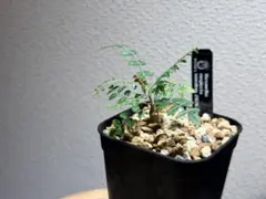 パキポディウムタッキー 実生 - メルカリ