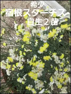 スターチス ガーデニング