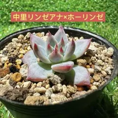 2025年最新】中里リンゼアナの人気アイテム - メルカリ