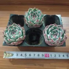 2026年最新】多肉 苗 セットの人気アイテム - メルカリ