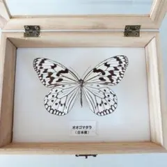 2026年最新】オオゴマダラ 標本の人気アイテム - メルカリ