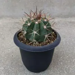 メロカクタス【恒星雲（こうせいうん）】（実生子株からの育成株） 2025年最新】メロカクタスの人気アイテム - メルカリ