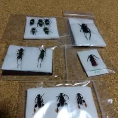 パラタイプ　カミキリ　標本　ペア パラタイプ カミキリ 標本 ペア パラタイプ カミキリ 標本 ペア 【公式