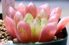 to104様 リクエスト 2点 まとめ商品