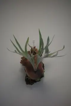 2025年最新】デラロ ビカクシダの人気アイテム - メルカリ