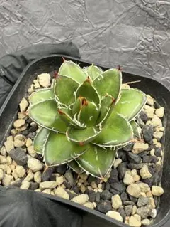 2026年最新】アガベ ピンキーの人気アイテム - メルカリ