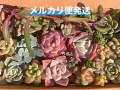 多肉植物　カット苗　寄せ植えセット