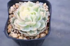 ら*☆様 エケベリア・Onslow斑入り