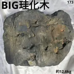 珪化木BIG