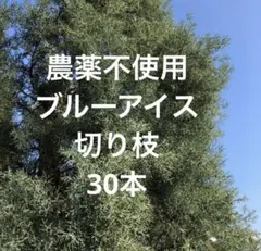 ブルーアイス切り枝　ネコポスいっぱい❣️ クリスマスリース、スワッグの材料