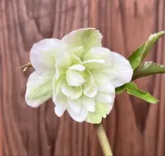 Angie様 リクエスト 2点 まとめ商品