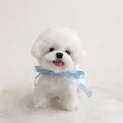 【お迎え待ち】テノヒラサイズのふわふわビションちゃん　※アクリルケースつき