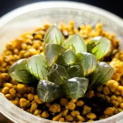 1441 ◎ ナイルの一滴×アメジスト 実生多肉植物 ハオルチア アロエ