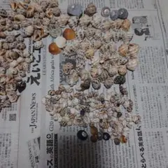 貝殻 約300個セット