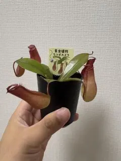 充実株】食虫植物 ネペンテス・アラータ(f) 