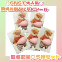 【新品未使用】おなか ぷにぷに シール 柴犬 ステッカー 　５枚セット